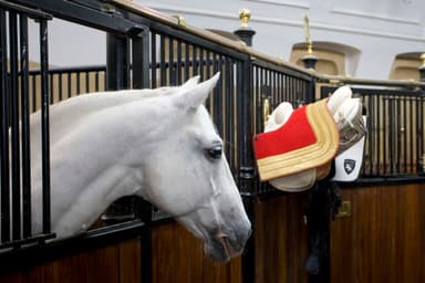 Legende Lipizzaner - Spezialführung - Bildung & Workshops in Spanische Hofreitschule, wien