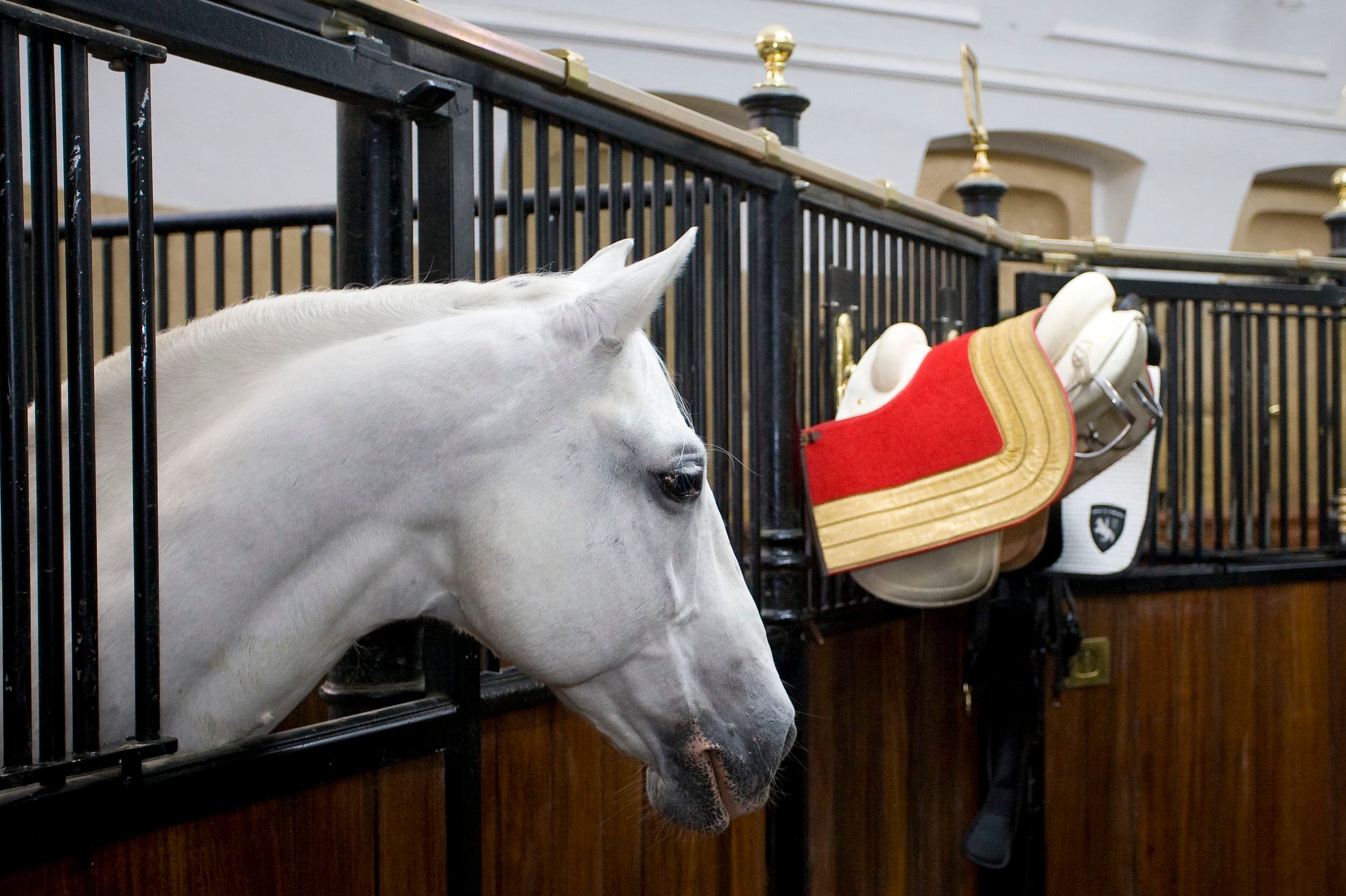 Legende Lipizzaner - Spezialführung