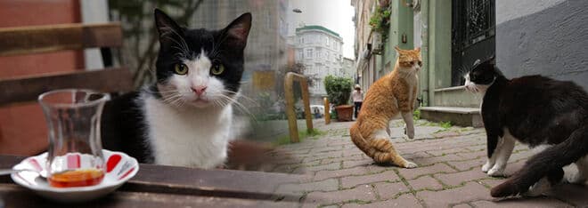 Kedi - Von Katzen und Menschen – Urania Kino