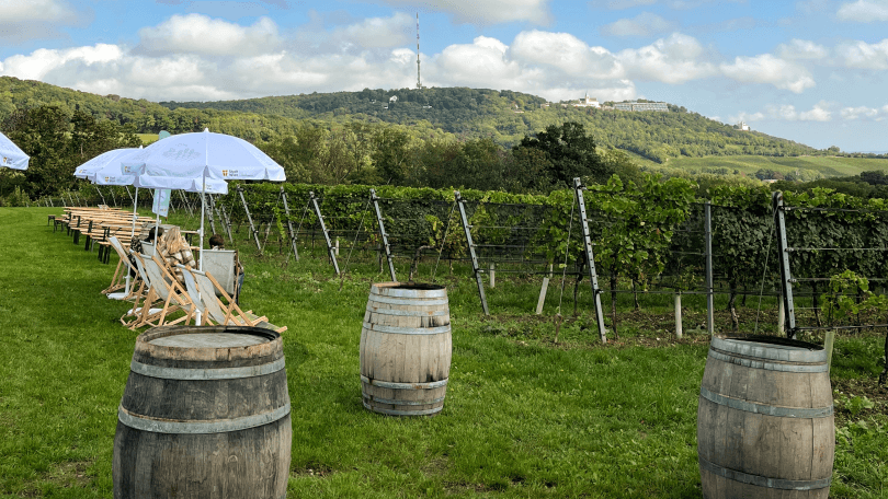 Ausgsteckt am Weingut Cobenzl – Buschenschank Weingut Cobenzl